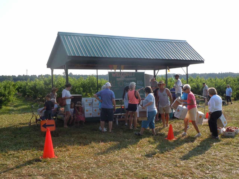 Portable check out stand in the orchard to weigh Bennett Peaches and Bennett Blueberries. 